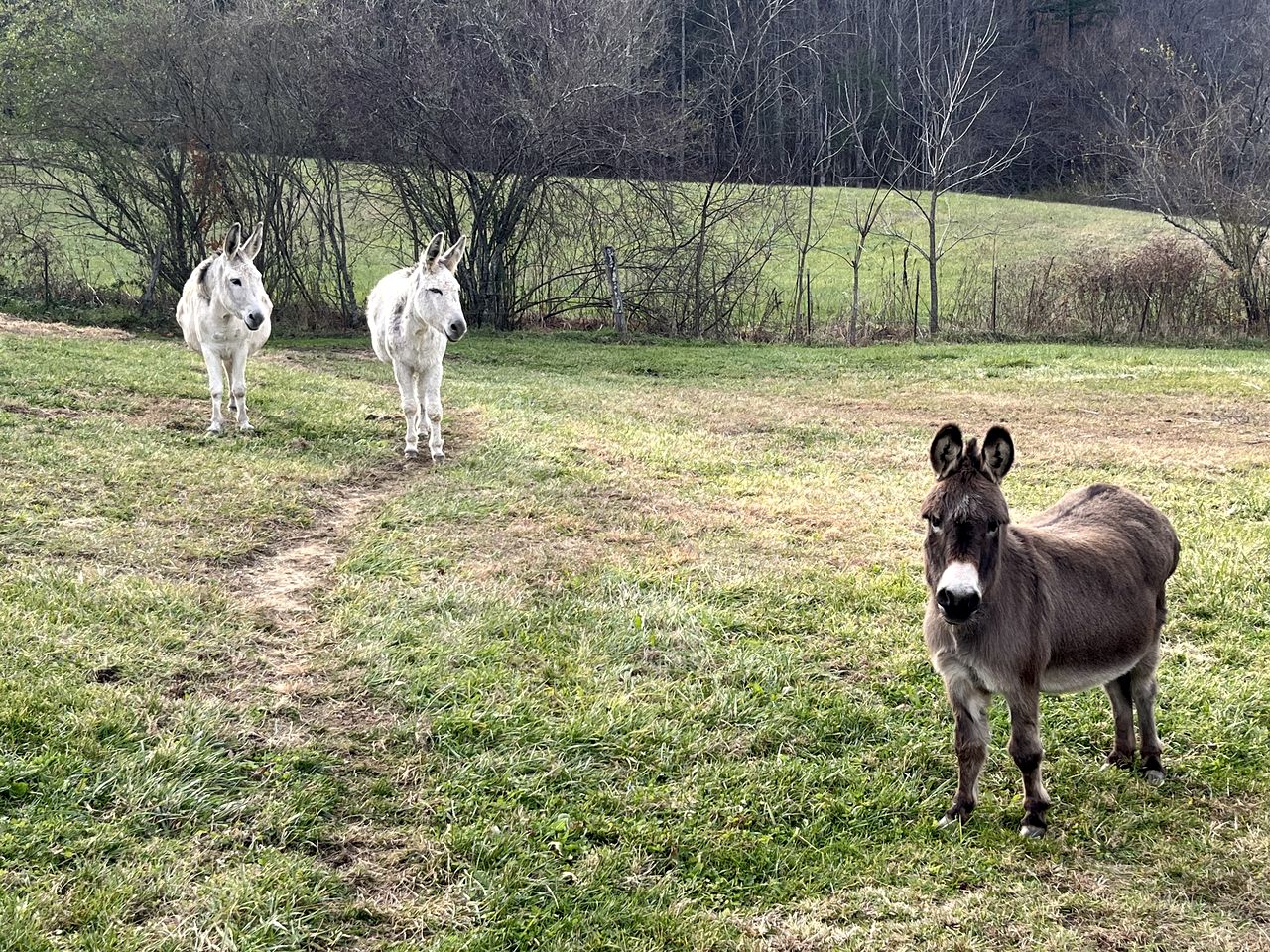 One-of-a-Kind Grain Bin Retreat with Scenic Outdoor Spaces in Cullowhee, North Carolina
