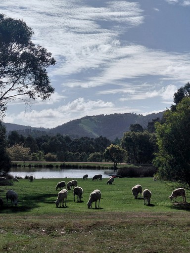 Safari Tents (Australia, Flowerdale, Victoria)