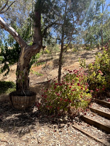 Cabins (Australia, --, South Australia)