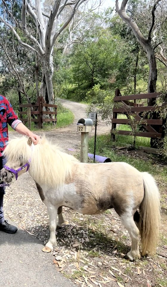 Peaceful Country Studio Escape with Horses, Wildlife Views & Slow Mornings in South Australia, Australia