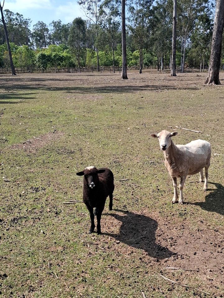 Country Farm Escape with Petting Animals, Playground & Pool in Queensland, Australia