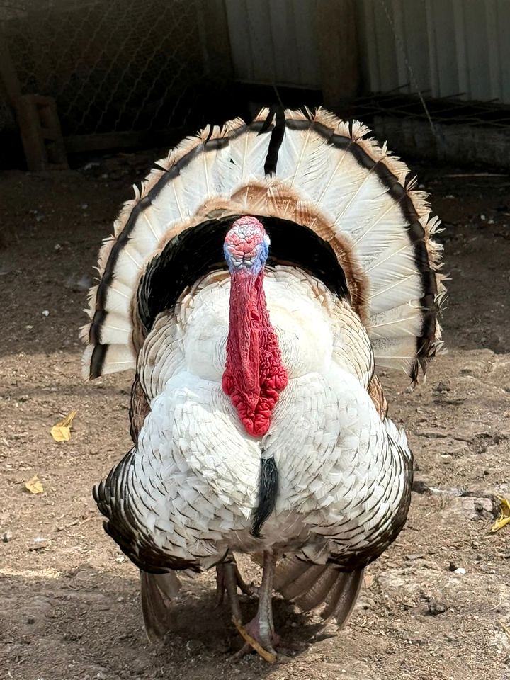 Country Farm Escape with Petting Animals, Playground & Pool in Queensland, Australia