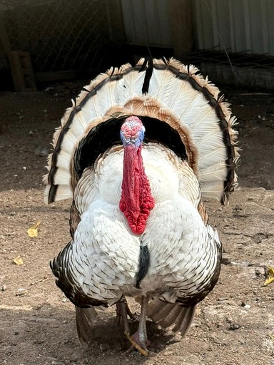 Cottages (Australia, --, --)