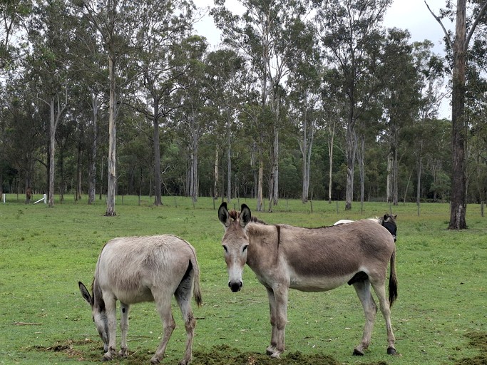 Cottages (Australia, --, --)
