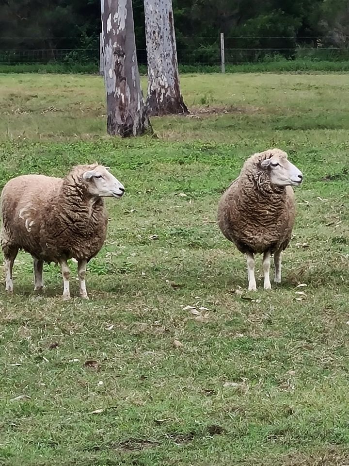 Country Farm Escape with Petting Animals, Playground & Pool in Queensland, Australia
