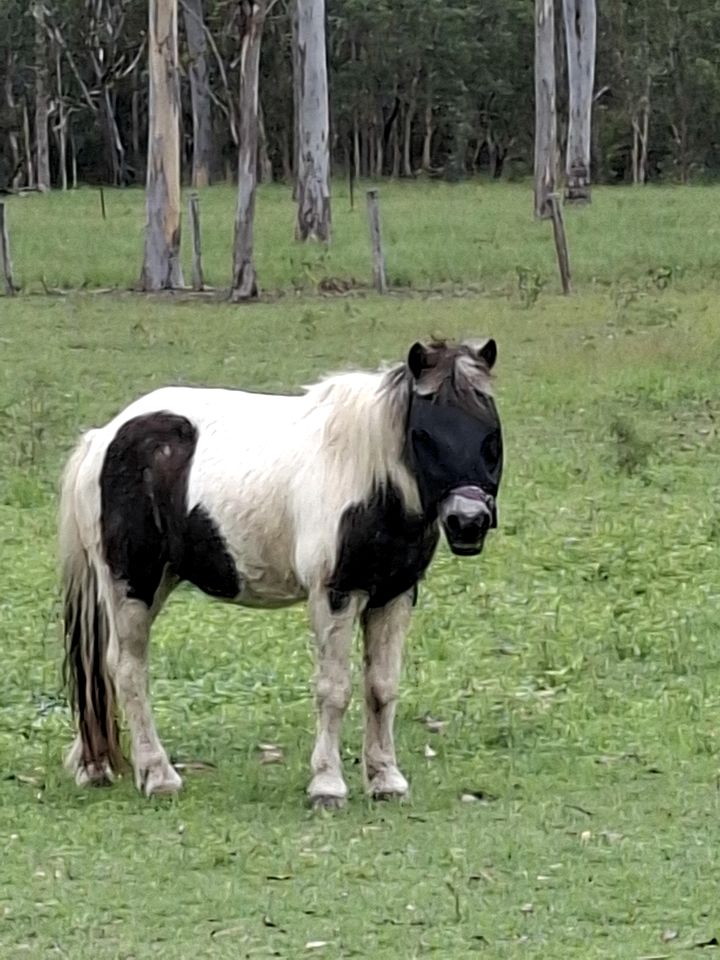 Country Farm Escape with Petting Animals, Playground & Pool in Queensland, Australia