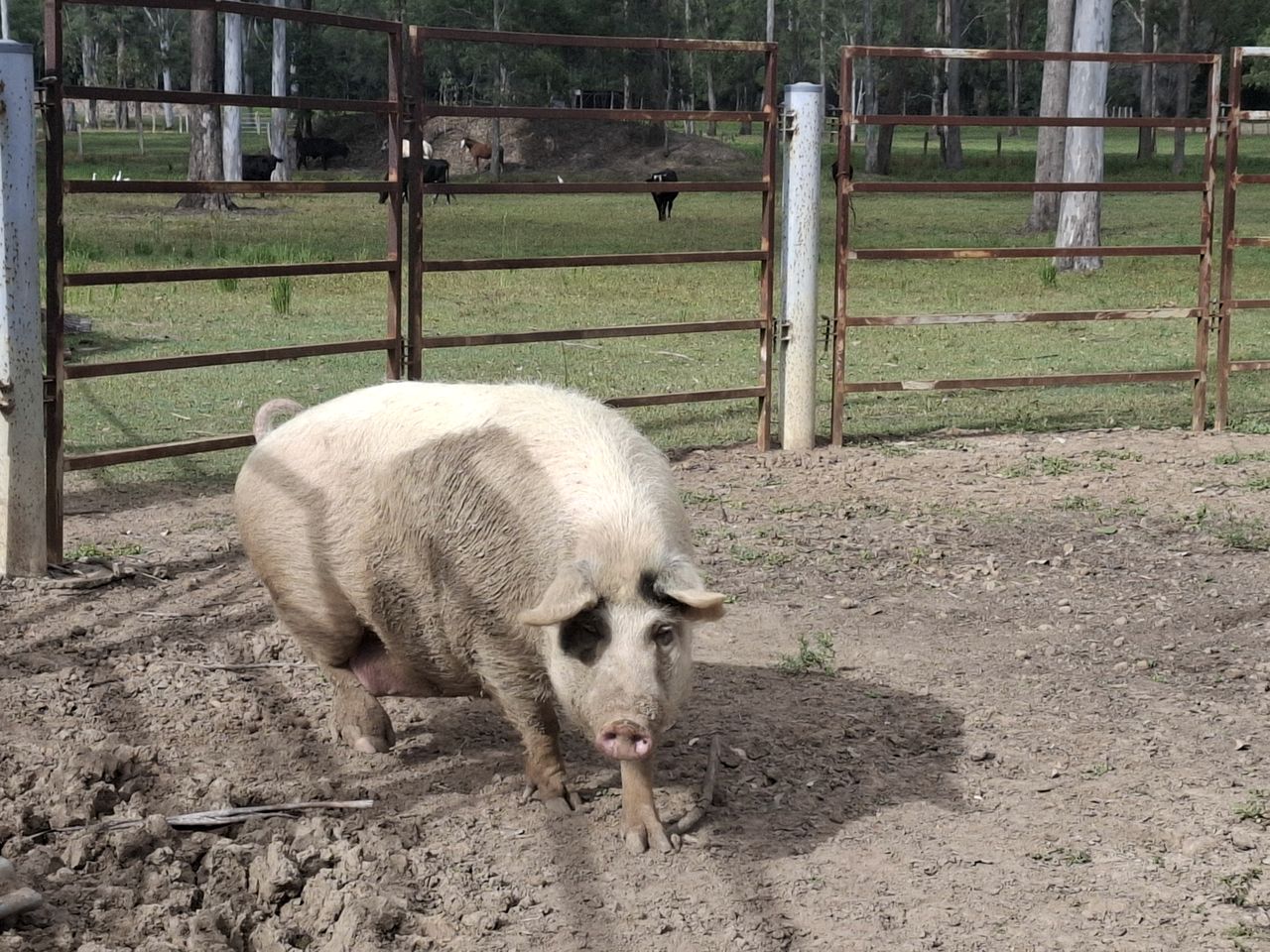 Country Farm Escape with Petting Animals, Playground & Pool in Queensland, Australia