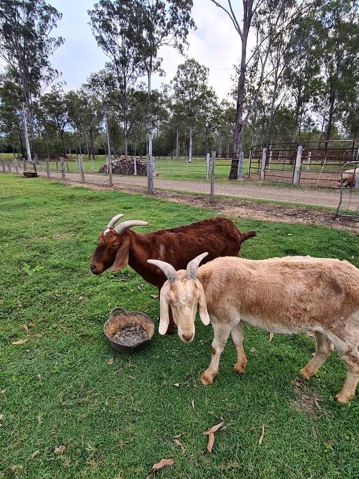 Country Farm Escape with Petting Animals, Playground & Pool in Queensland, Australia