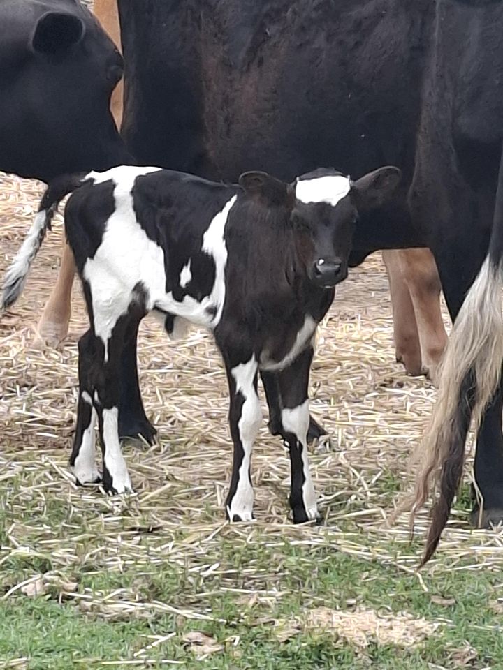 Country Farm Escape with Petting Animals, Playground & Pool in Queensland, Australia