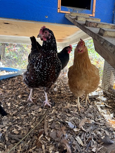 Cottages (United States of America, --, North Carolina)