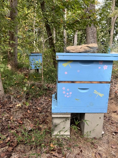 Cottages (United States of America, --, North Carolina)