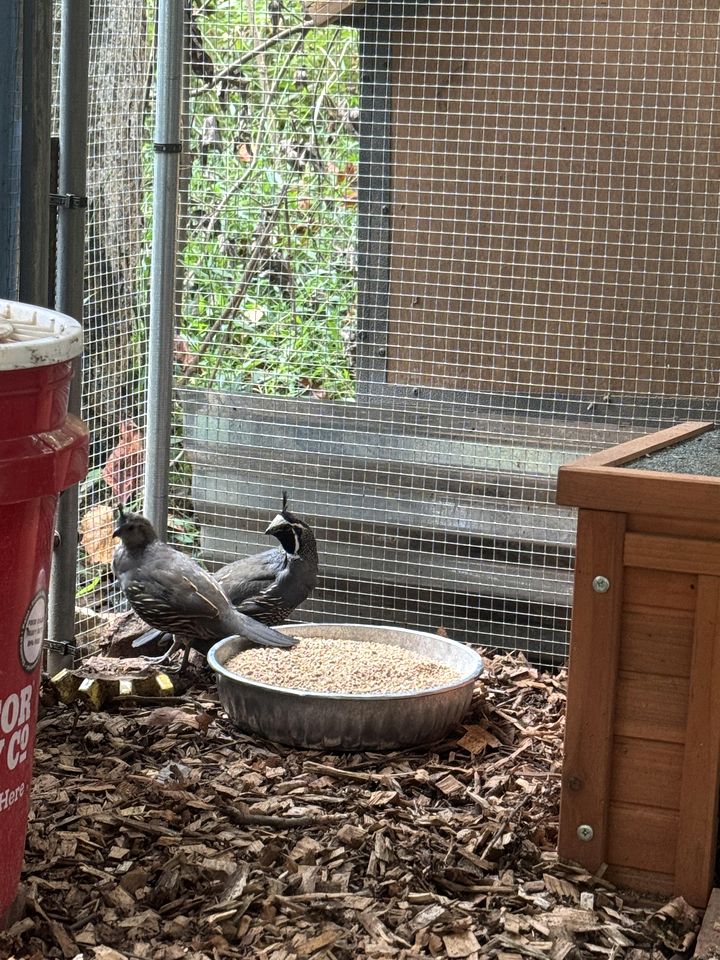 Peaceful Farmstead Cottage with Creekside Views Near Iron Station, North Carolina
