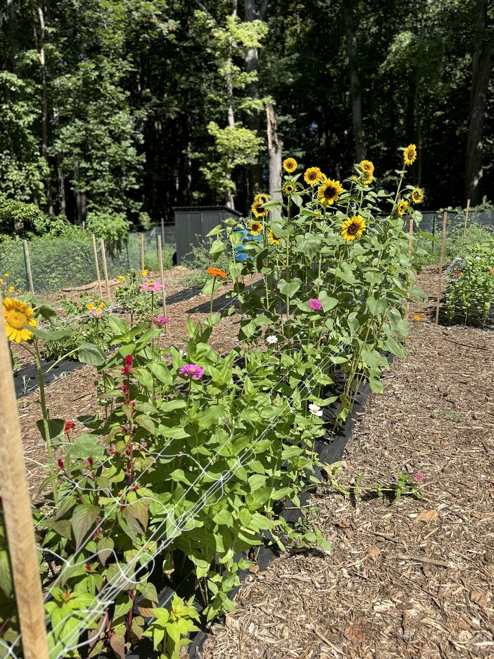 Peaceful Farmstead Cottage with Creekside Views Near Iron Station, North Carolina