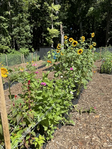 Cottages (United States of America, --, North Carolina)