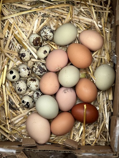 Cottages (United States of America, --, North Carolina)