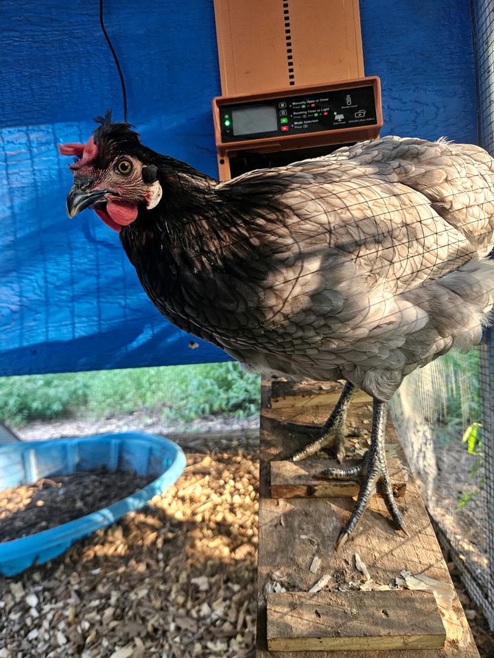 Peaceful Farmstead Cottage with Creekside Views Near Iron Station, North Carolina