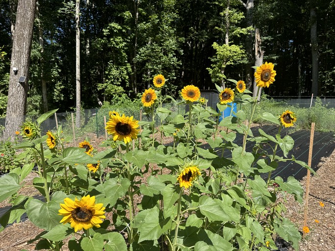 Cottages (United States of America, --, North Carolina)