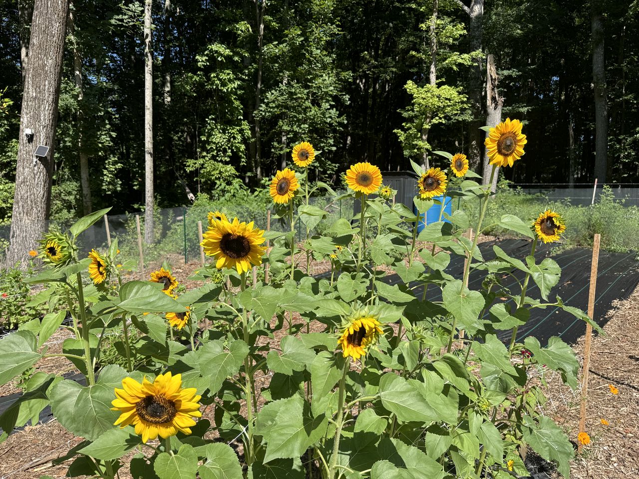 Peaceful Farmstead Cottage with Creekside Views Near Iron Station, North Carolina