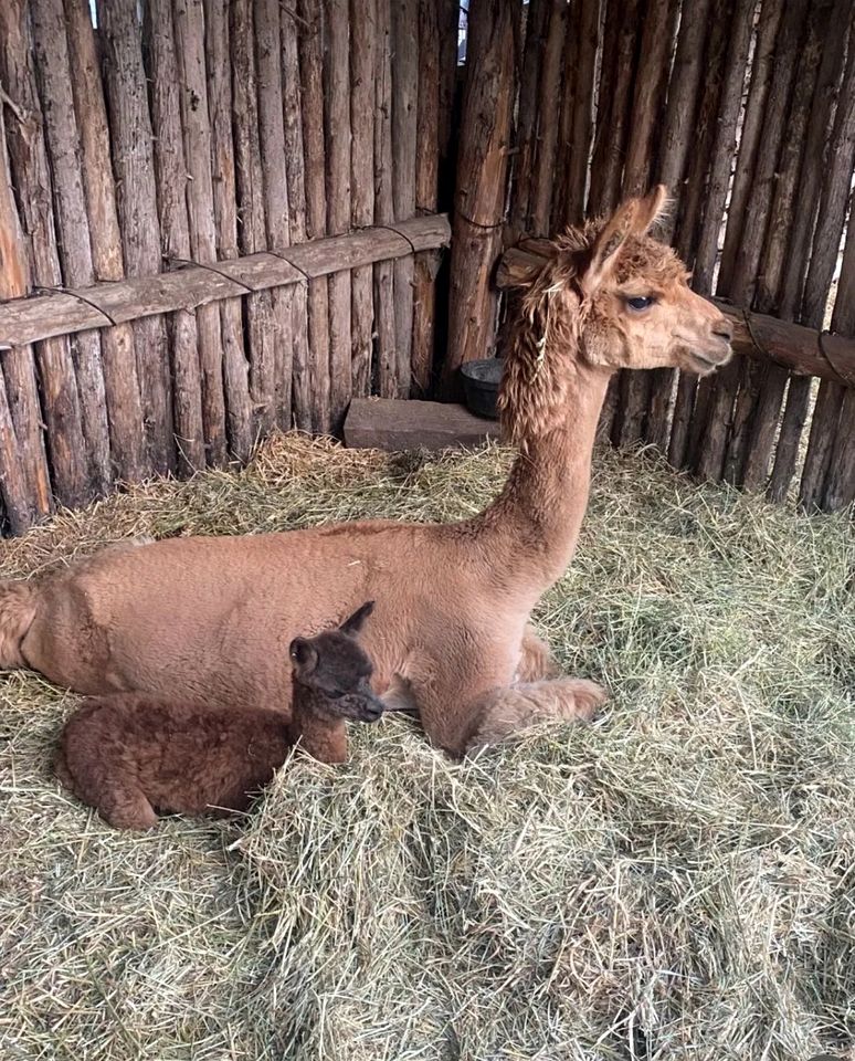 Lakeside Group Cabin with Huge Deck, Fire Pits & Sunset Views in Ontario, Canada