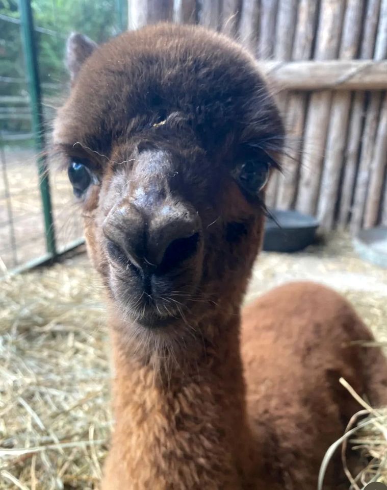 Lakeside Group Cabin with Huge Deck, Fire Pits & Sunset Views in Ontario, Canada