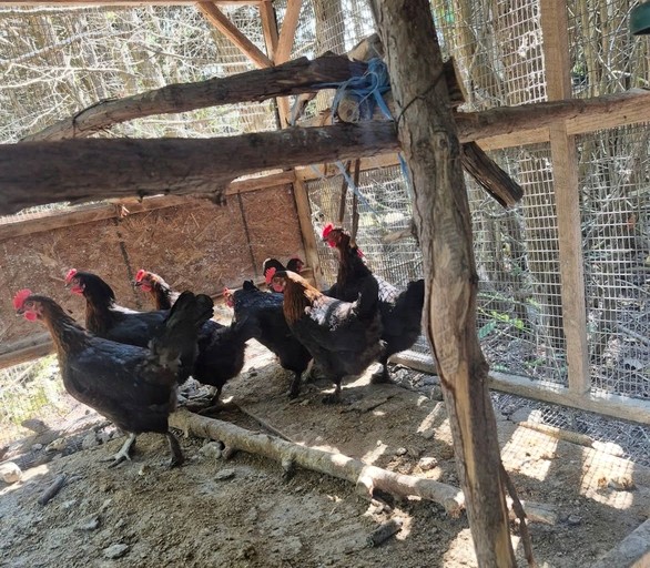 Cabins (Canada, Roseneath, Ontario)