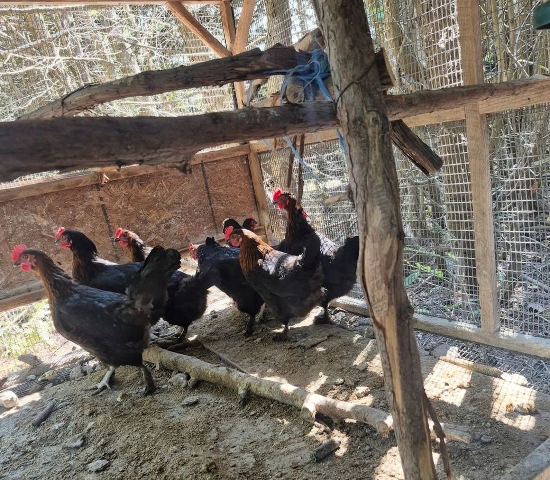 Spacious Lakeside Escape with Picnic Shelter, BBQs & Outdoor Adventures in Ontario, Canada