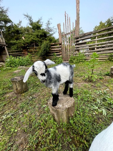 Cabins (Canada, Roseneath, Ontario)