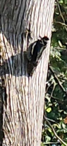 Cabins (Canada, --, Quebec)