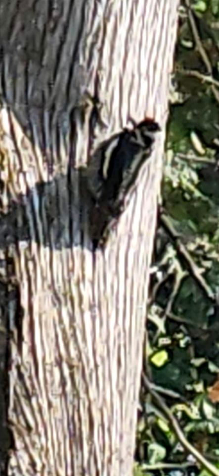 Cozy Wilderness Hideaway with Scenic Trails, Wildlife Views & Starry Nights in Quebec, Canada