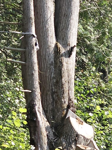 Cabins (Canada, --, Quebec)