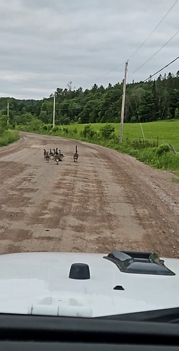 Cabins (Canada, --, Quebec)