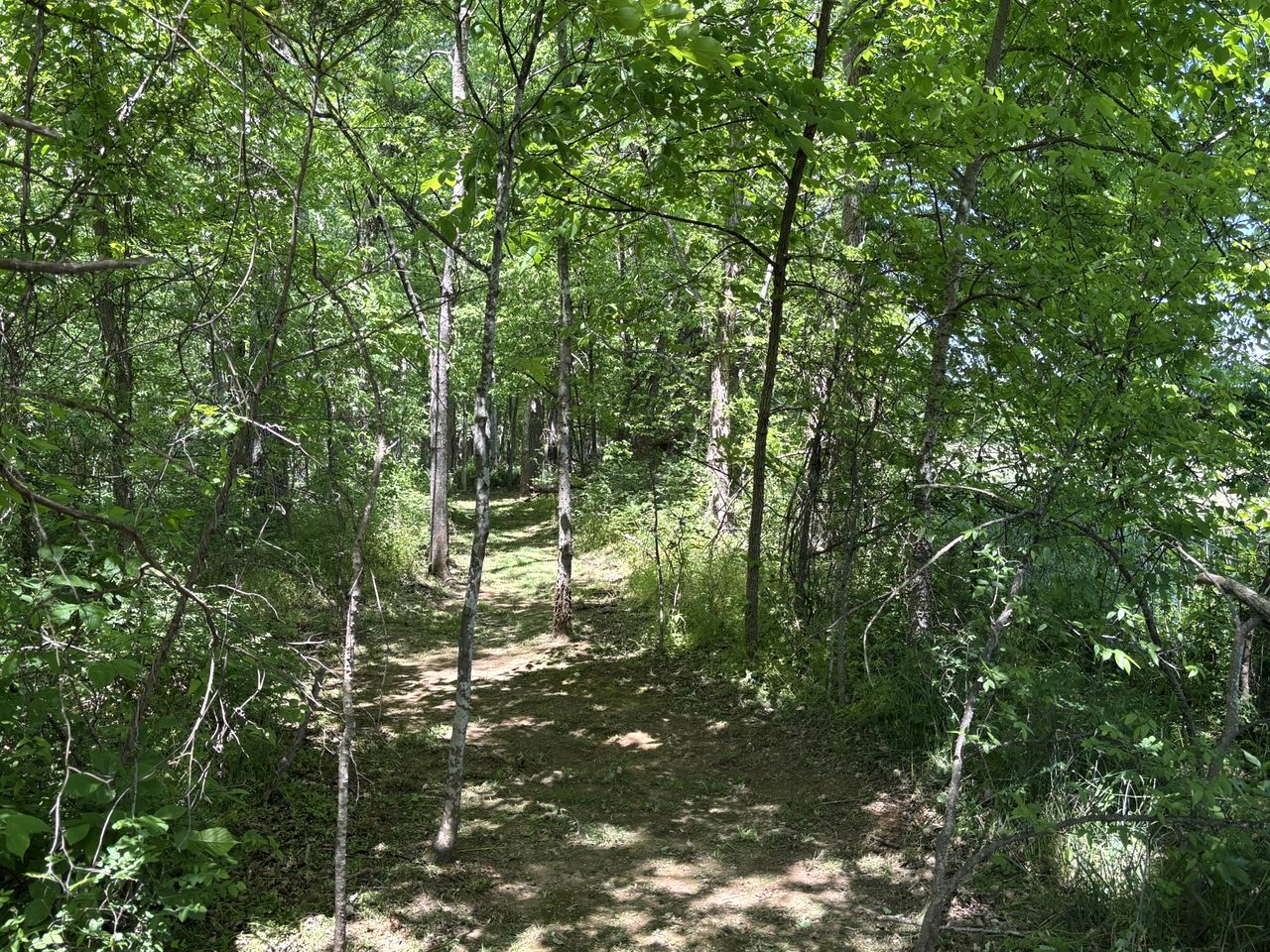 Peaceful Tiny Cabin Escape with Loft, Private Trail & Forest Views in Columbia, Tennessee