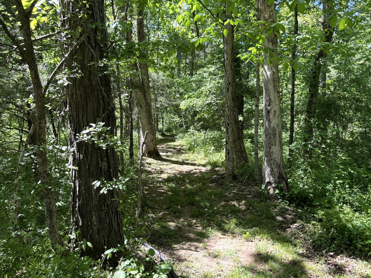 Peaceful Tiny Cabin Escape with Loft, Private Trail & Forest Views in Columbia, Tennessee