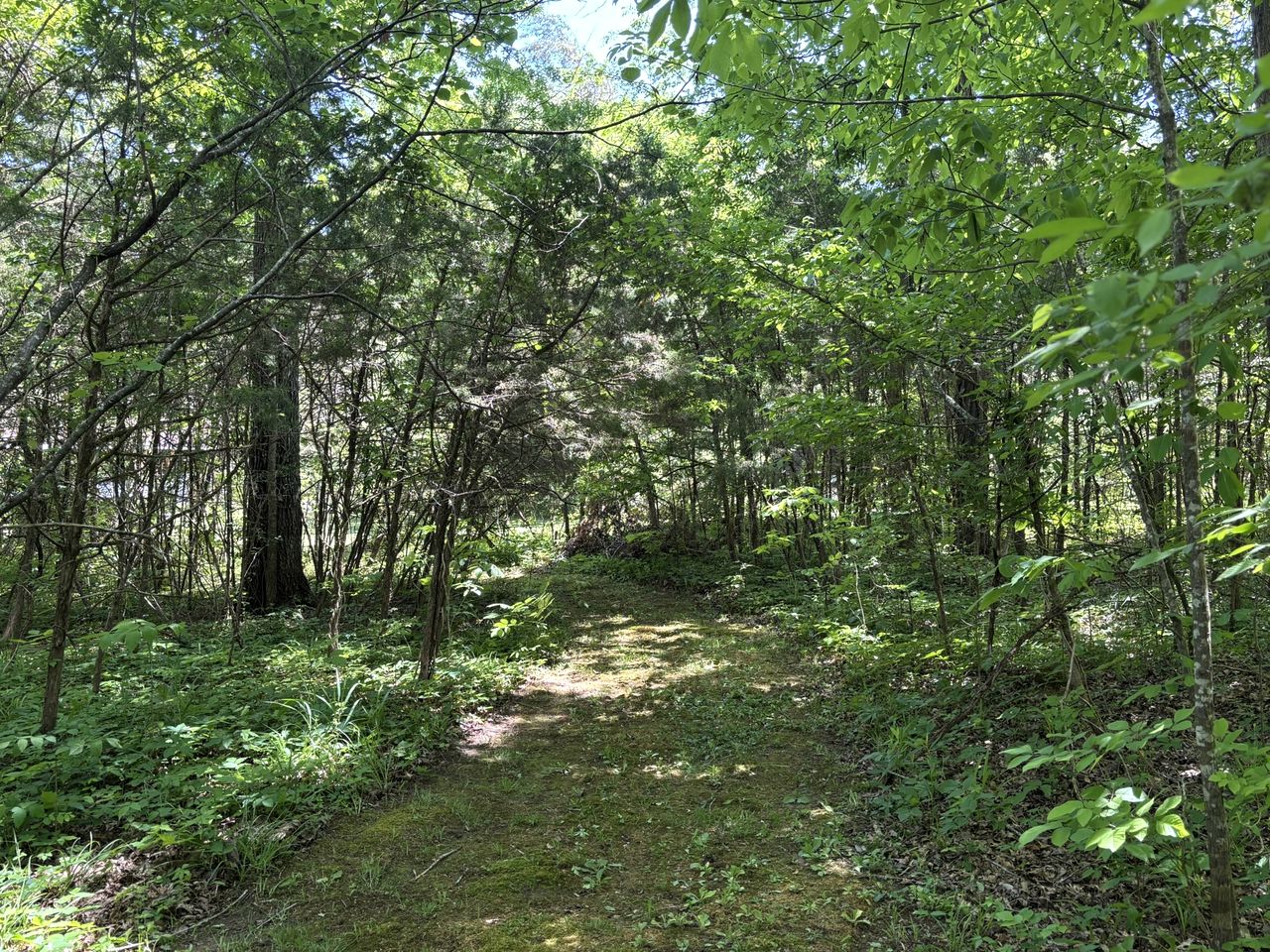 Peaceful Tiny Cabin Escape with Loft, Private Trail & Forest Views in Columbia, Tennessee