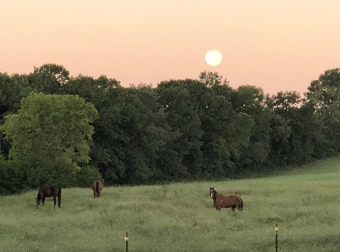 Barns (United States of America, Lebanon, Tennessee)