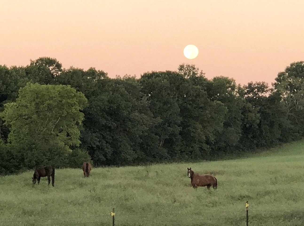 Rustic Countryside Barn with Horse Boarding & Pastures near Nashville, Lebanon, Tennessee