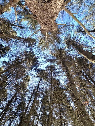 Bell Tents (Canada, Peterborough, Ontario)