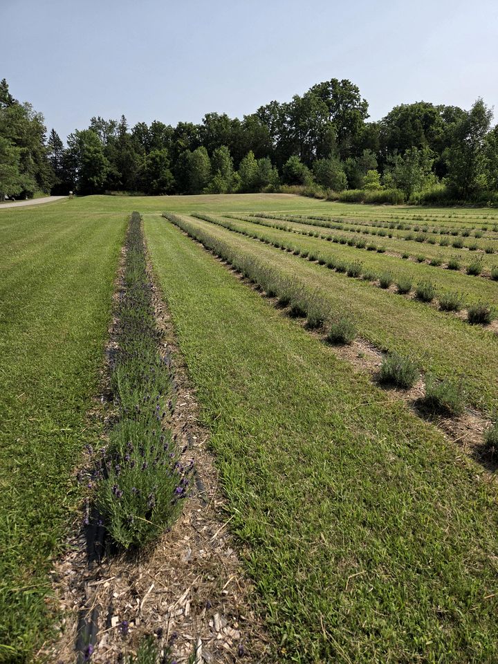 Rustic Luxe Bell Tent Retreat with Firepit & Farm Views in Ontario, Canada