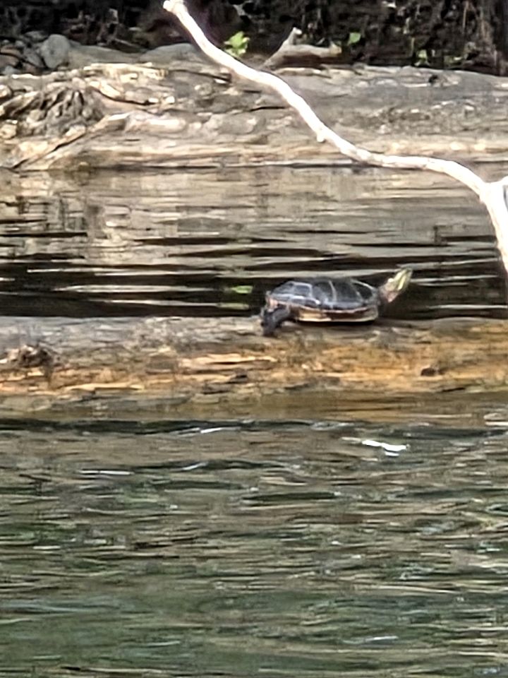 Tranquil Nature Retreat with Lavender Fields & River Access in Ontario, Canada