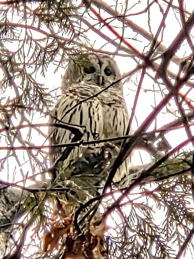 Bell Tents (Canada, Peterborough, Ontario)