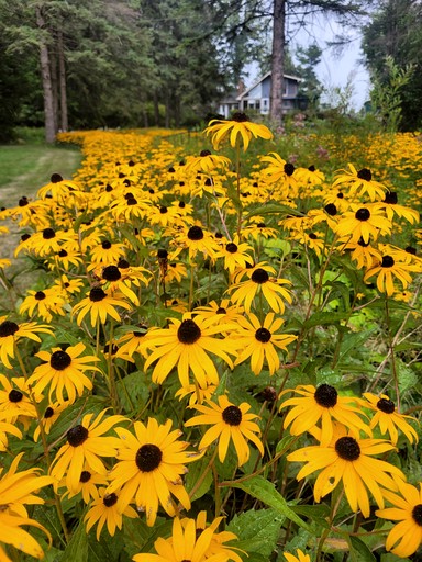 Bell Tents (Canada, Peterborough, Ontario)