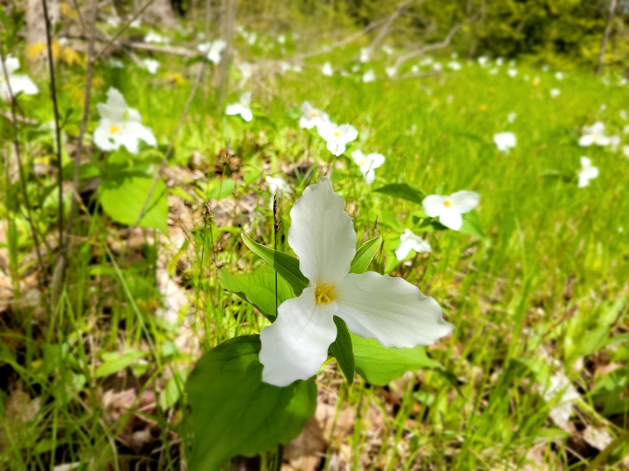 Tranquil Nature Retreat with Lavender Fields & River Access in Ontario, Canada