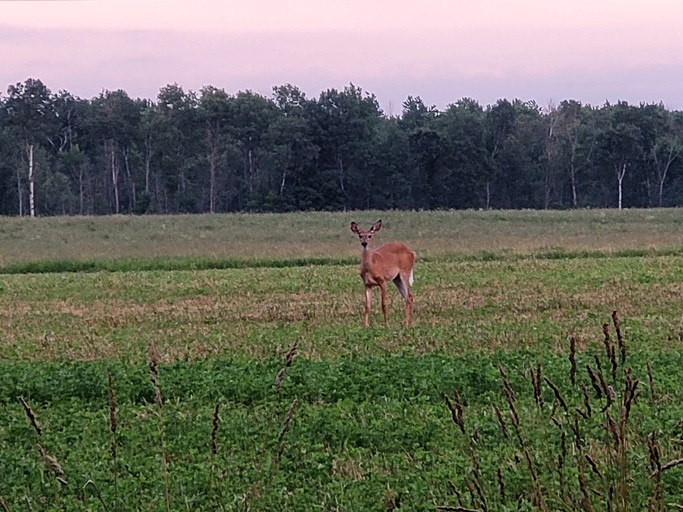 Bell Tents (Canada, Peterborough, Ontario)