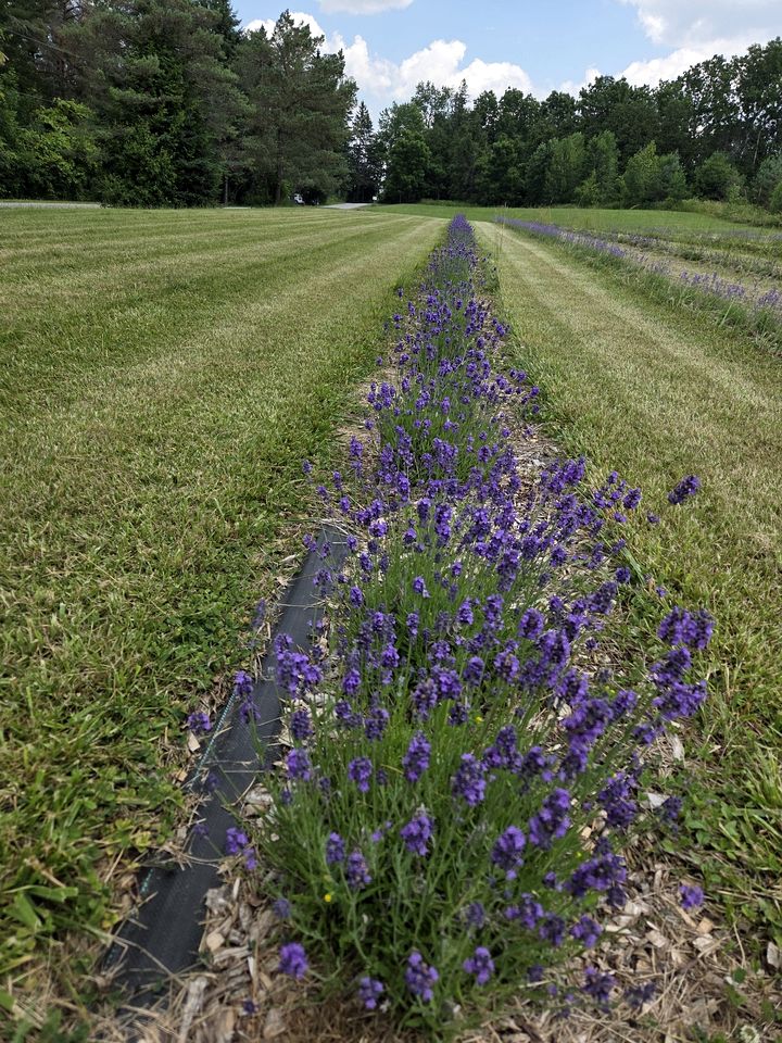 Tranquil Nature Retreat with Lavender Fields & River Access in Ontario, Canada