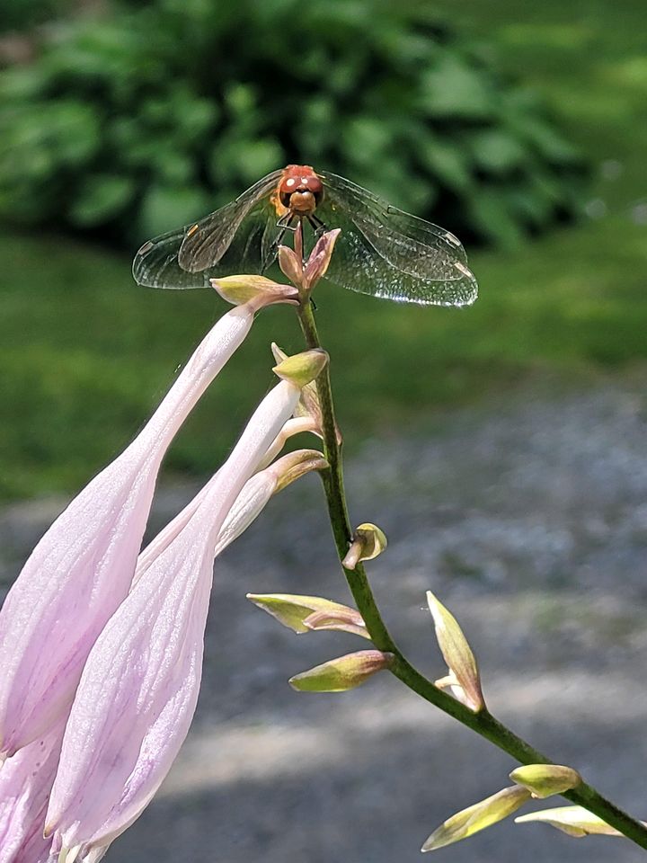 Tranquil Nature Retreat with Lavender Fields & River Access in Ontario, Canada