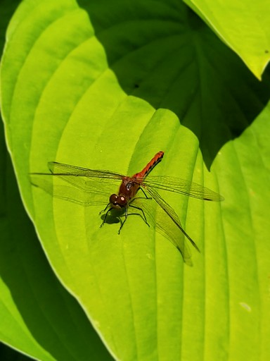 Bell Tents (Canada, Peterborough, Ontario)