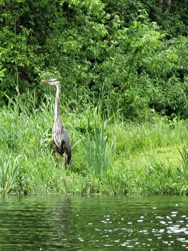 Tranquil Nature Retreat with Lavender Fields & River Access in Ontario, Canada