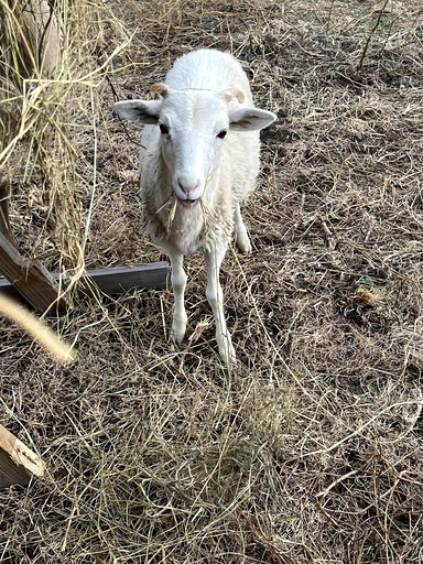 Tiny Houses (United States of America, Newport, Tennessee)