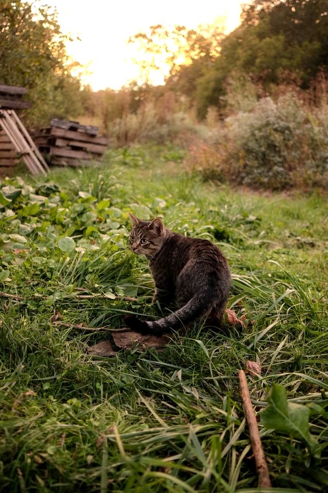 Peaceful Cabin Retreat with Spa Features & Unique Farm Vibes in Newport, Tennessee