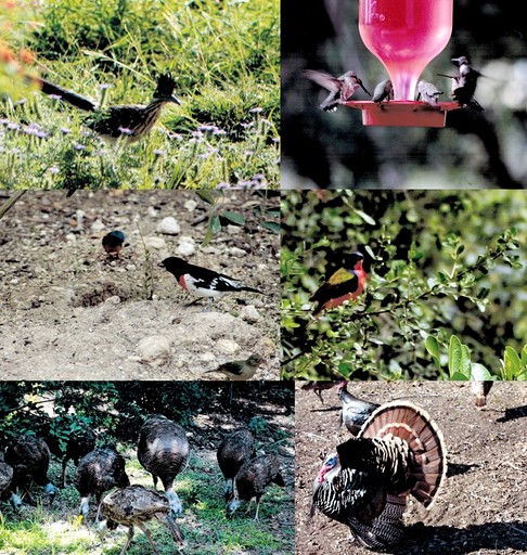 Cabins (United States of America, --, --)